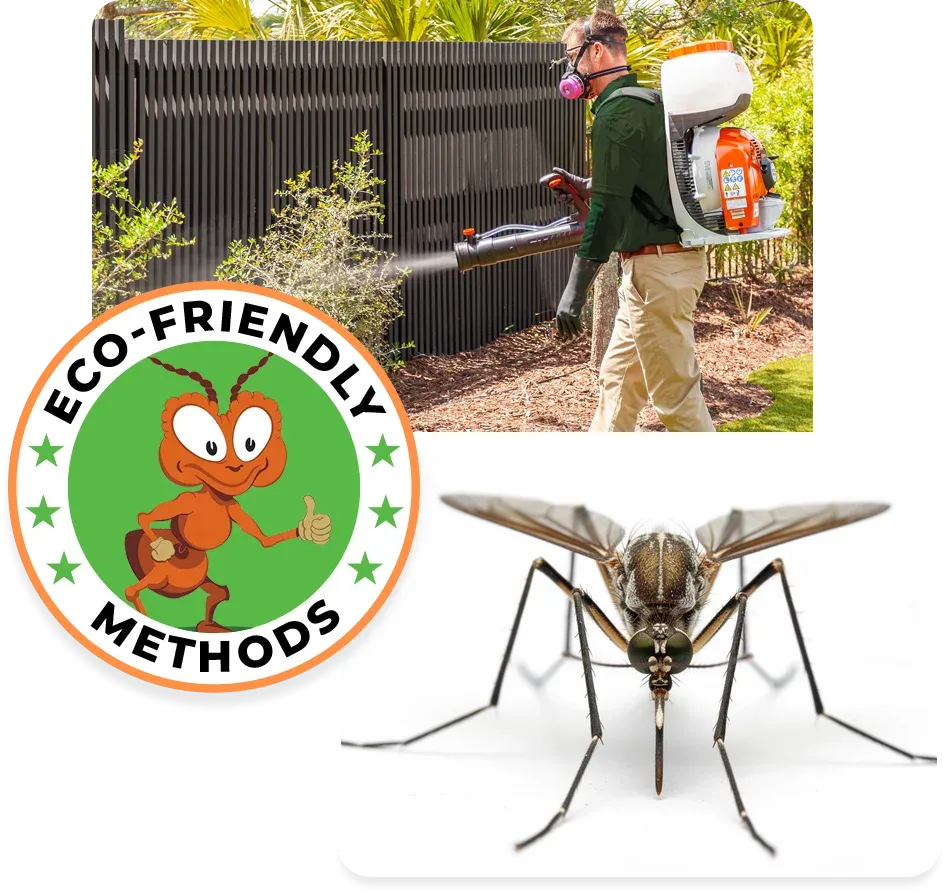 mosquito image