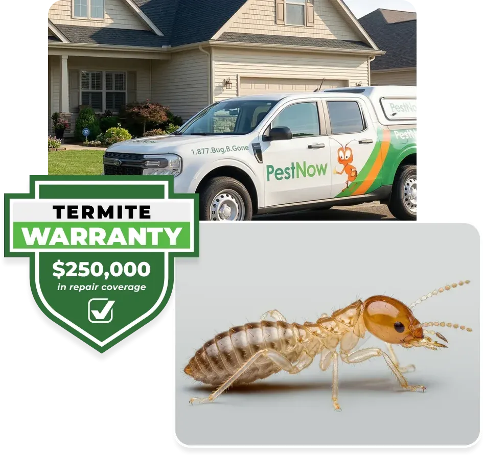 termite warranty