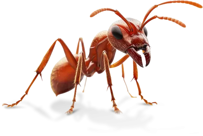 ant