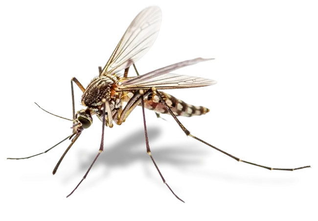 mosquito icon