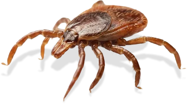 pest tick
