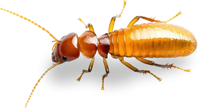 termite